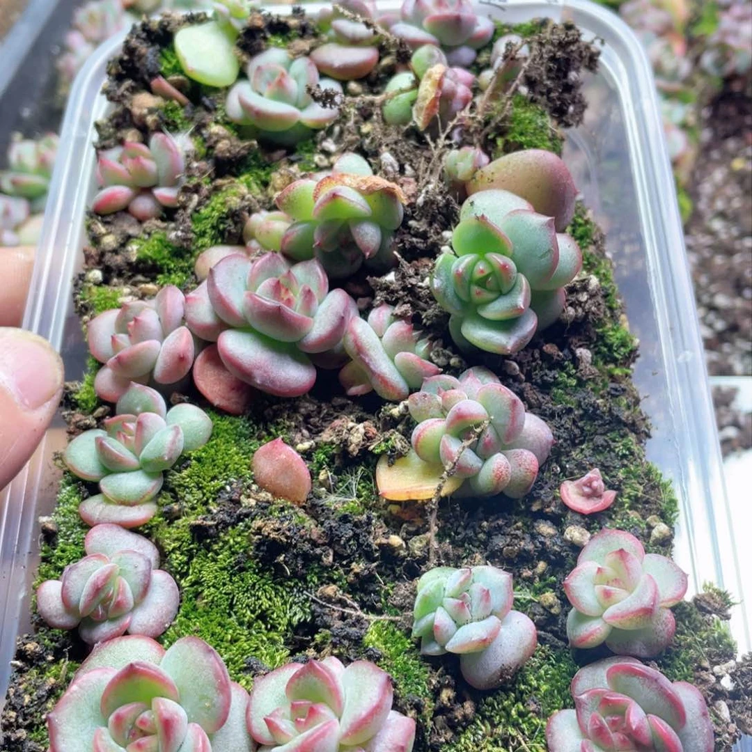 珍妮一物一拍010