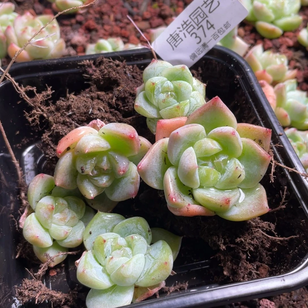 白泽一物一拍374