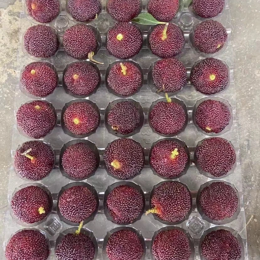 【5斤装顺丰包邮】当季水果西胪大乌软丝硬丝杨梅金灶新鲜现摘