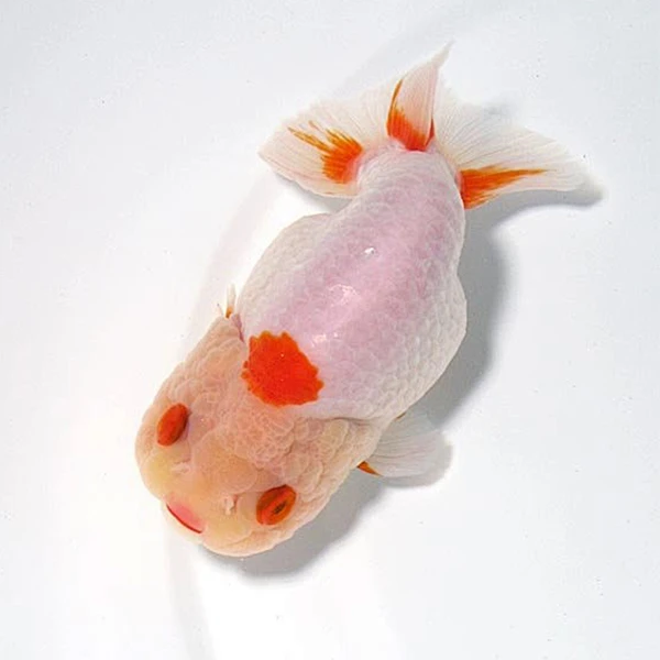 精品兰寿红白寿活体金鱼观赏鱼金小鱼观赏鱼鱼观赏鱼