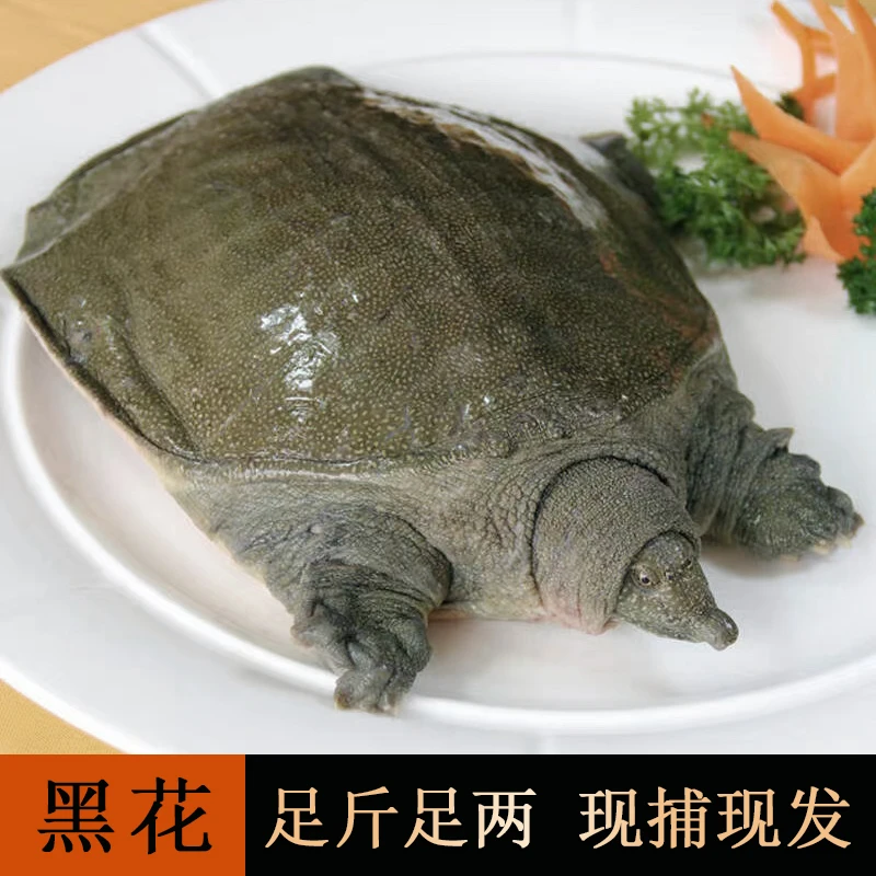 1.0-1.3斤2只公甲鱼鲜活外塘中华甲鱼包活生鲜养殖活体包活甲鱼苗