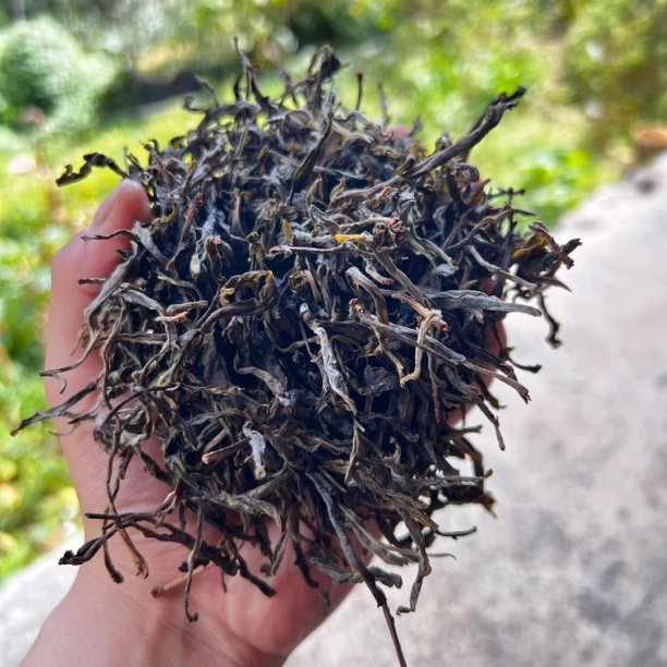 【邦木·古树单株】十一茶坊 临沧双江邦木 300年古树单株 生普