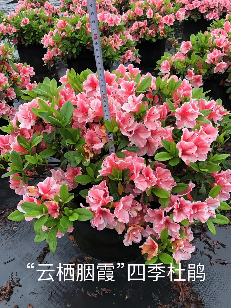 “云栖胭霞”四季杜鹃，白里透红与众不同！