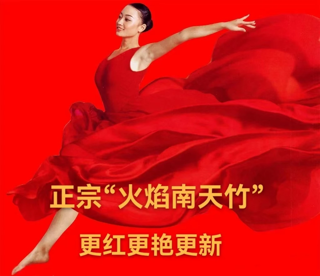 正宗精品“火焰南天竹”、更红！更艳！更新！