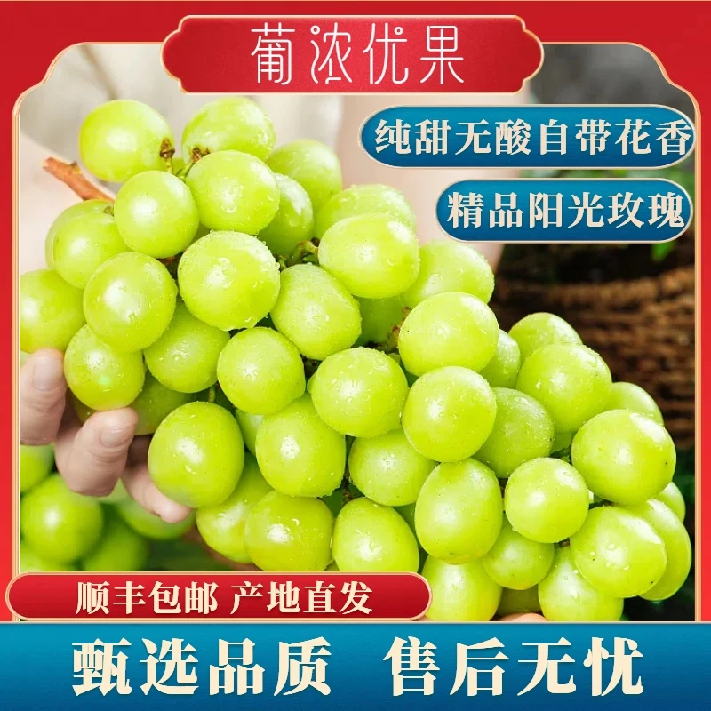 【精选果王】顺丰/京东包邮精选阳光玫瑰香印晴王葡萄无籽果园现采