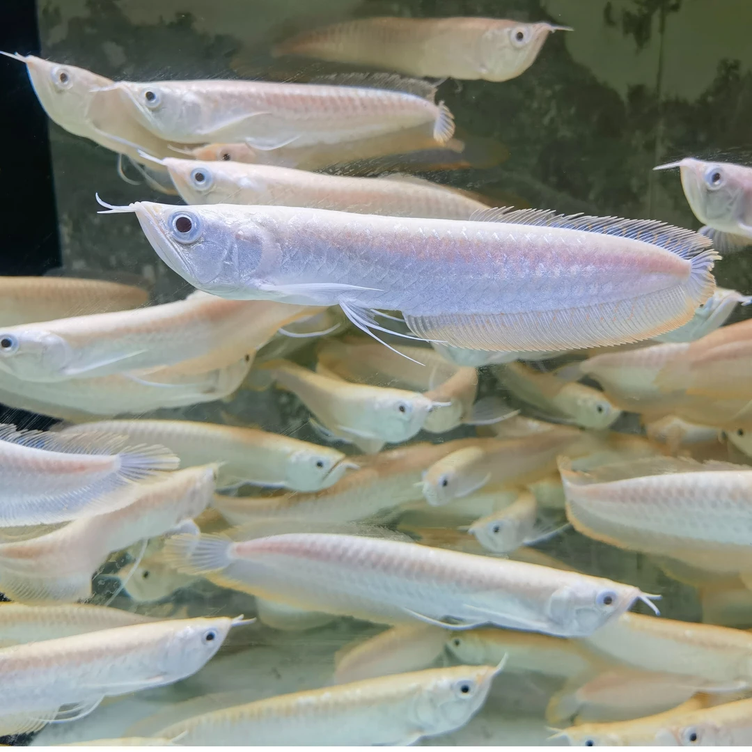 新加坡仟湖渔场第四代白化银龙 赤瞳雪艳F4