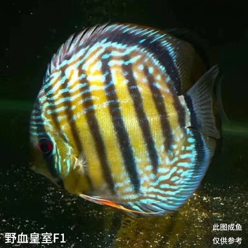 七彩神仙鱼热带鱼观赏鱼群居鱼主播搭配四条装顺丰包邮包活