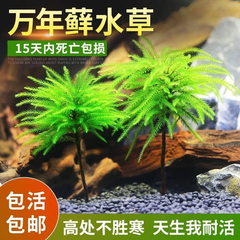 鱼缸水草植物万年藓耐活耐低温苔藓水族箱生态瓶雨淋缸造景亚代发