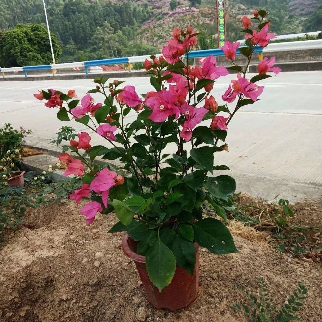 同安红三角梅盆栽都是勤花品种