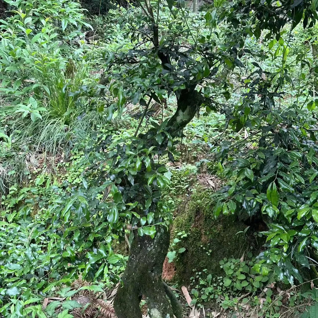 金弹子素材盆景桩子