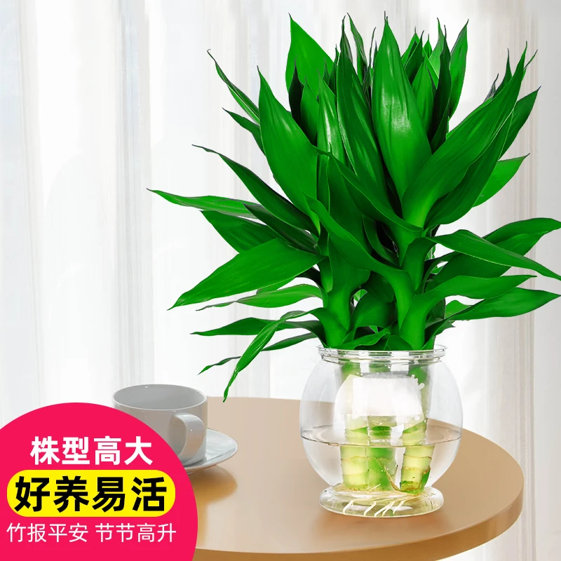 【优选】广州花都基地直发水培观音竹植物室内绿植好养活观根观叶