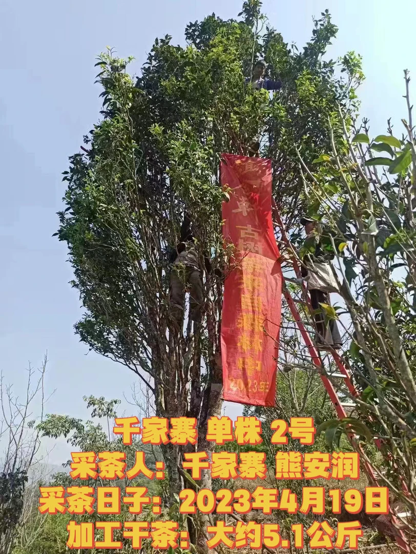 2023年谊合轩 千家寨单株2号 （产量5.1公斤）200克