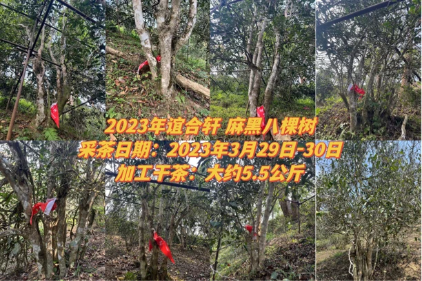 2023年 谊合轩 麻黑 八棵树 石窝谷 200克 生茶