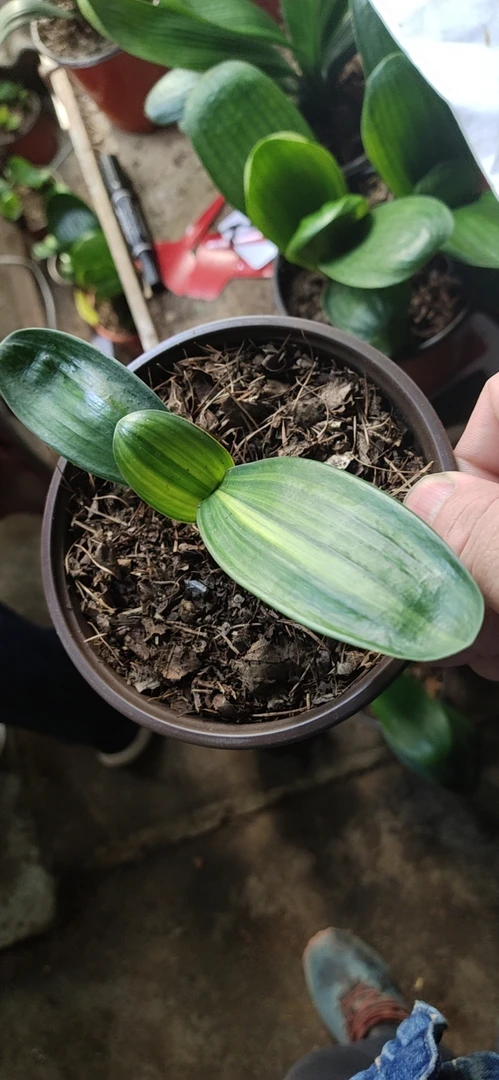 金丝彩麻   绿包金  君子兰