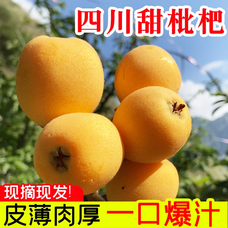 小茜妹四川龙泉大五星枇杷 大果 4斤装 包邮