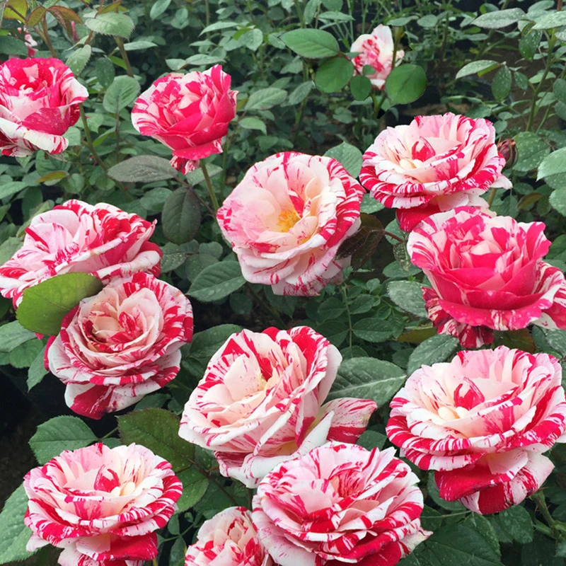 节日礼花红白大花条纹月季花苗阳台庭院四季开花卉玫瑰盆栽绿植物