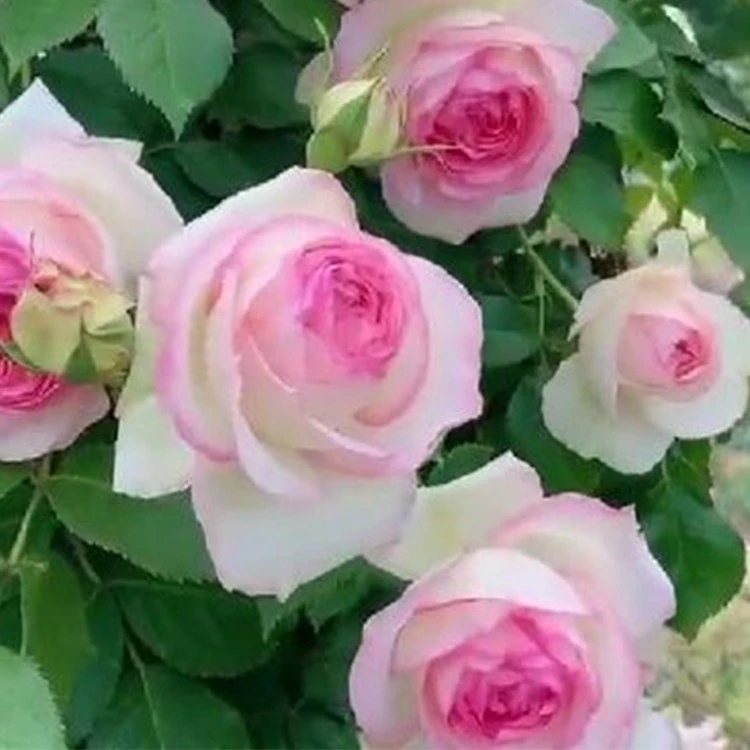 粉色龙沙宝石树桩月季花苗棒棒糖龙沙宝石阳台庭院浓香花卉绿植物