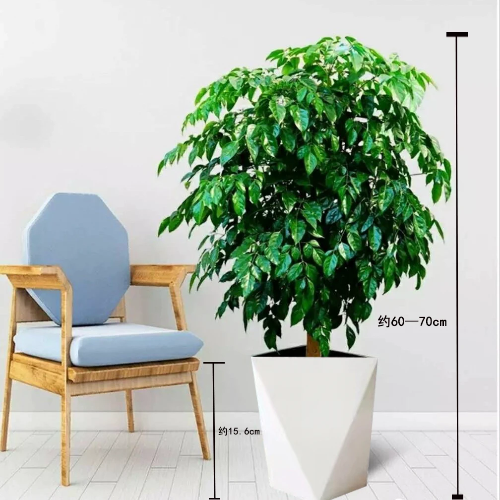 幸福树【60-70cm】盆栽植物绿色好养盆景净化空气吸甲醛桌面绿植