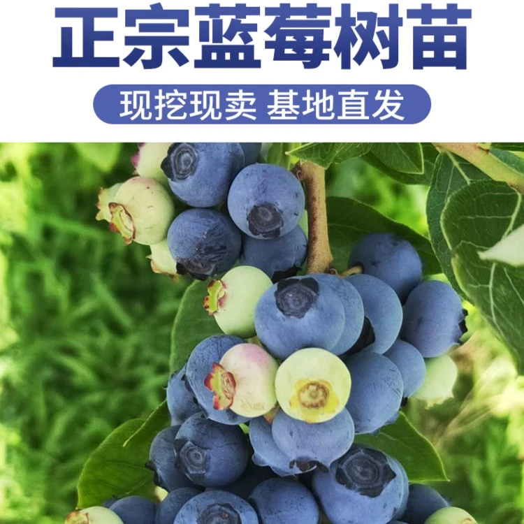 带花苞蓝莓苗蓝莓树苗盆栽地栽果树苗出售直播耐寒四季南北方种植
