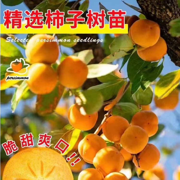 【太秋甜柿买一送一】脆甜柿子树苗嫁接无核柿子苗树盆栽地栽果树苗
