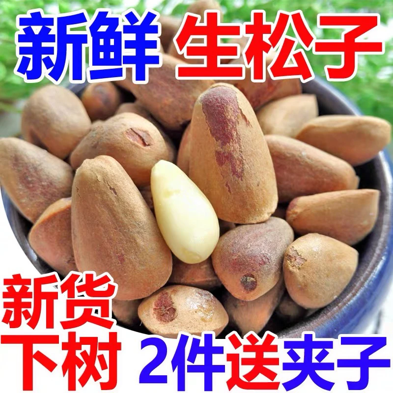 深山野生（鲜松子）净重1000克送钳子顺丰包邮