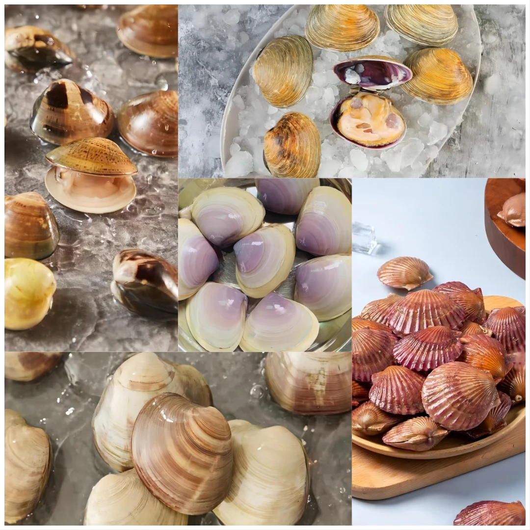 贝类合集  蛤蜊/天鹅贝/美贝/赤贝 等其他贝类 500g