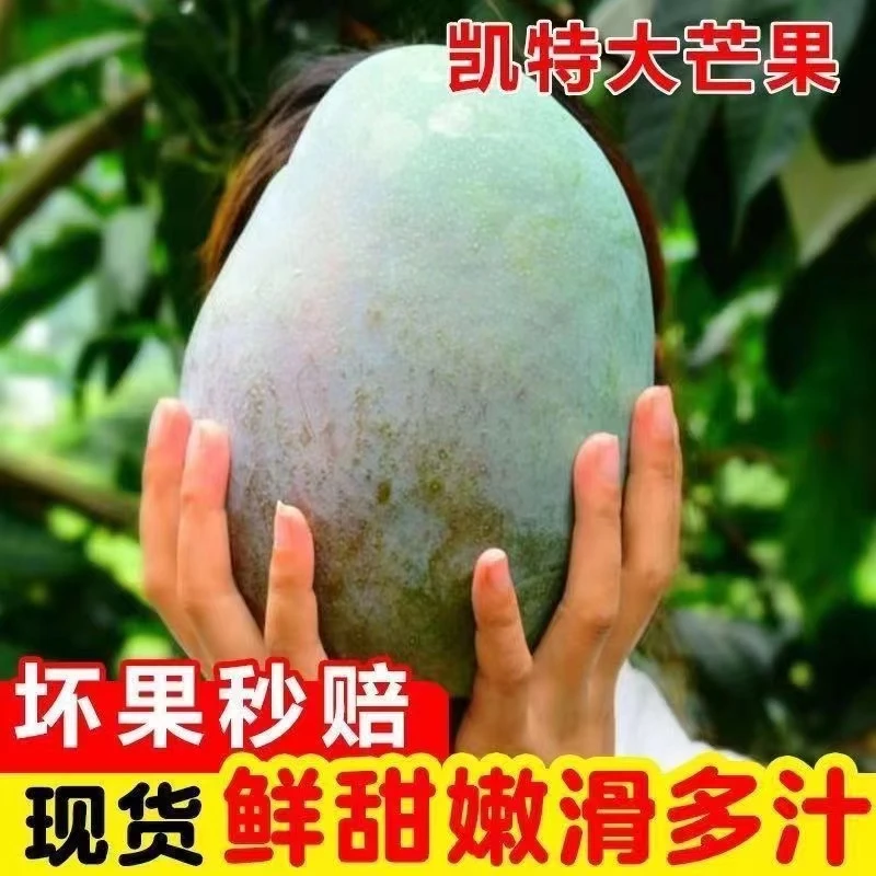 【变软吃1】四川攀枝花凯特芒新鲜水果酸甜多汁肉厚农产品