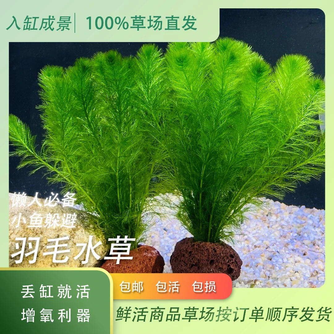 羽毛水草鱼草鱼缸造景水培阴性绿植生长