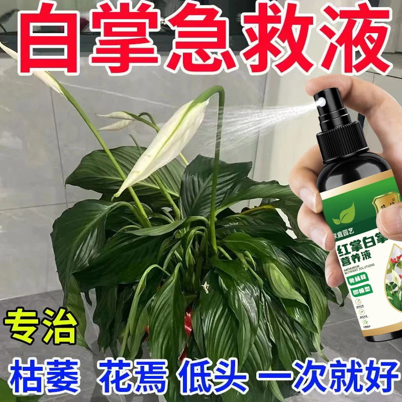 红掌白掌专用营养液治一帆风顺不开花焦叶子发黄叶斑枯萎液体肥料