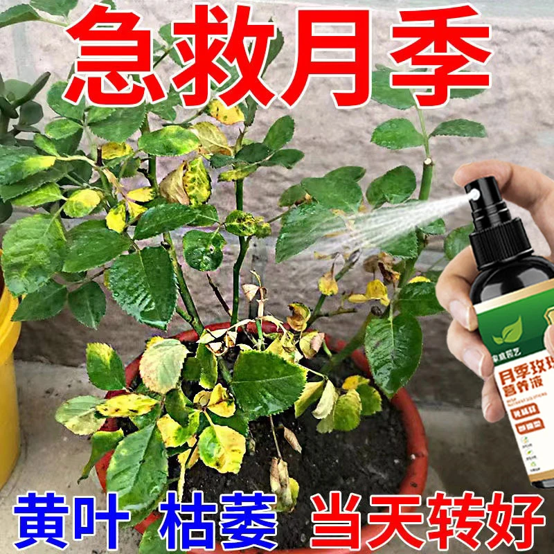 月季营养液专用治黄叶落叶黑斑不开花肥料壮根助生长促开花延花期