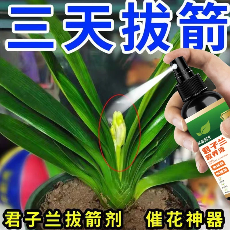 君子兰专用促箭【不开全送】防止夹箭促开花治黄叶不对称高效营养