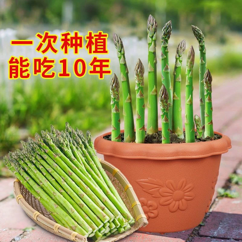 芦笋种子四季播多年生青芦笋种子耐热抗寒四季种植紫芦笋易活