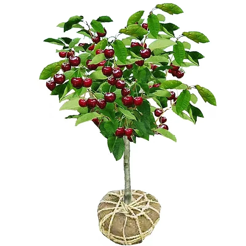 车厘子樱桃树苖南方北方种植盆栽庭院果树苗樱桃树苗