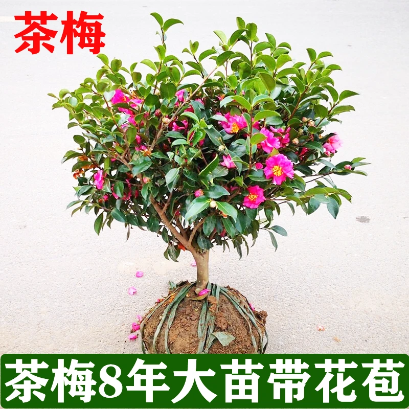 茶花茶梅花苗大苗耐寒耐冻庭院盆栽地栽发货基地四季开花带花苞