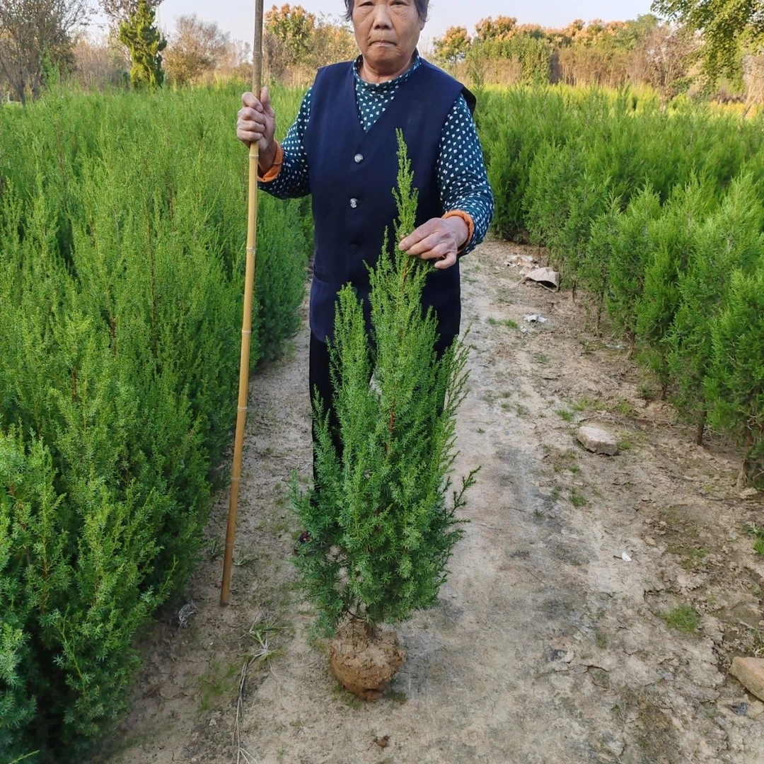 大量出售塔松小刺松刺柏宝塔松塔柏常青植物园林绿化苗小盆景苗