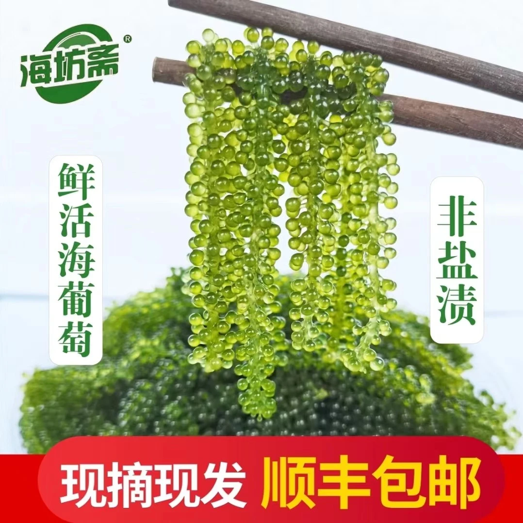 鲜活海葡萄即食绿色鱼子酱海坊斋500g食用农产品生鲜海藻日料海鲜