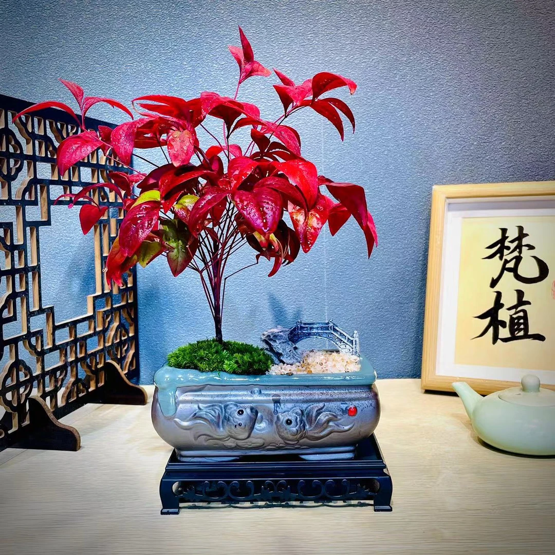 火焰南天竹盆栽室内办公室客厅茶桌绿植好养