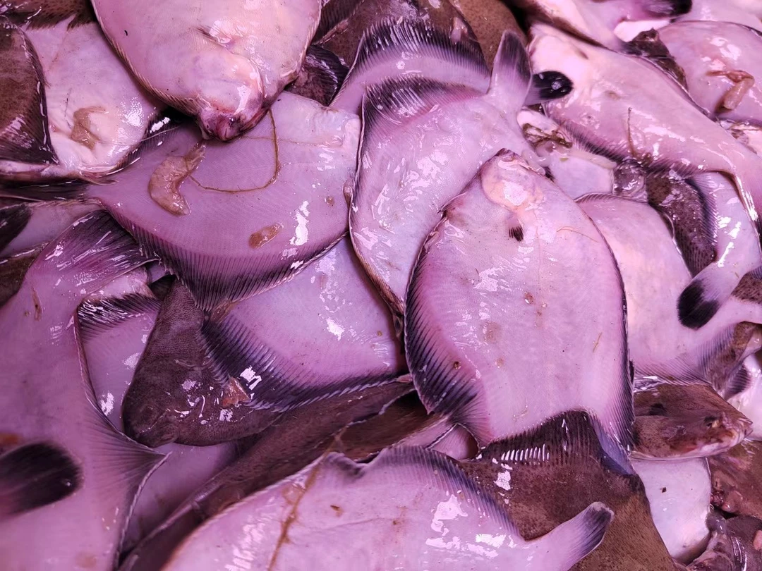 青岛本地【鼓眼鱼】【5两-7两一条】 顺丰送到家