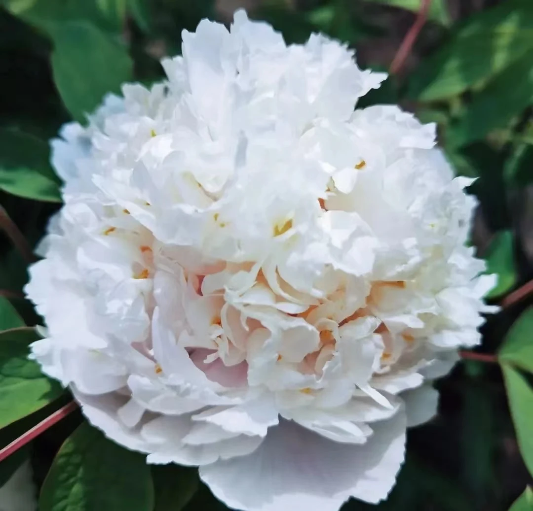 褀美牡丹【景玉】先发肥料秋季发苗