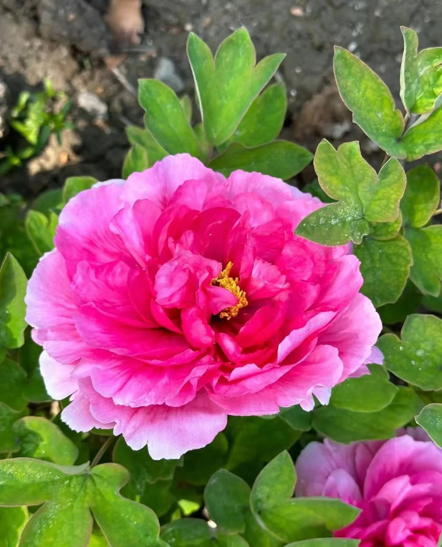 迎日红（褀美牡丹）