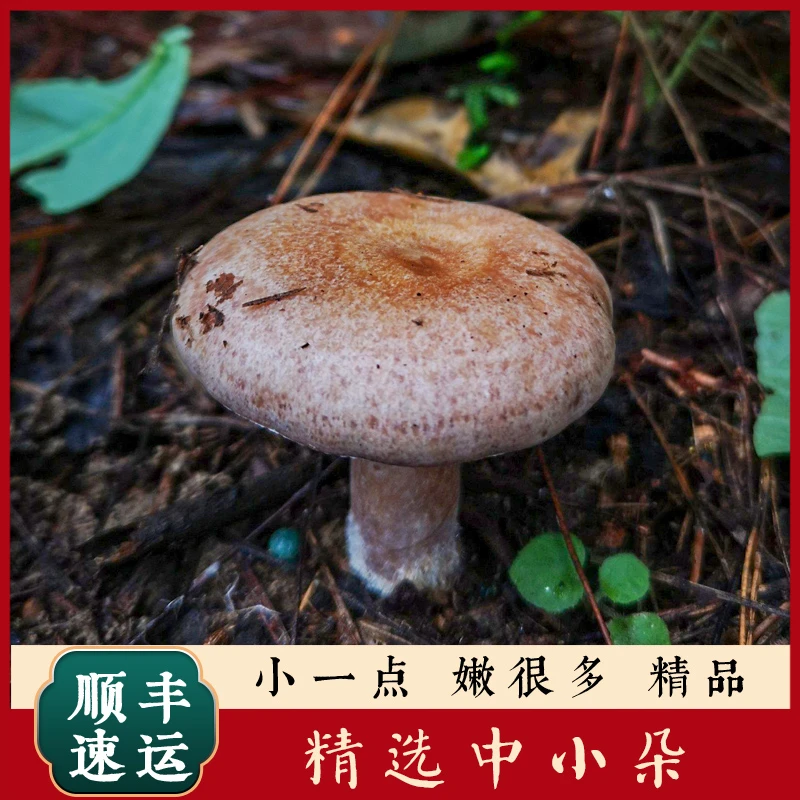 中小朵 枞树菌三九菇野生乌枞菌松树菌重阳菌寒菌燕来覃谷熟菌