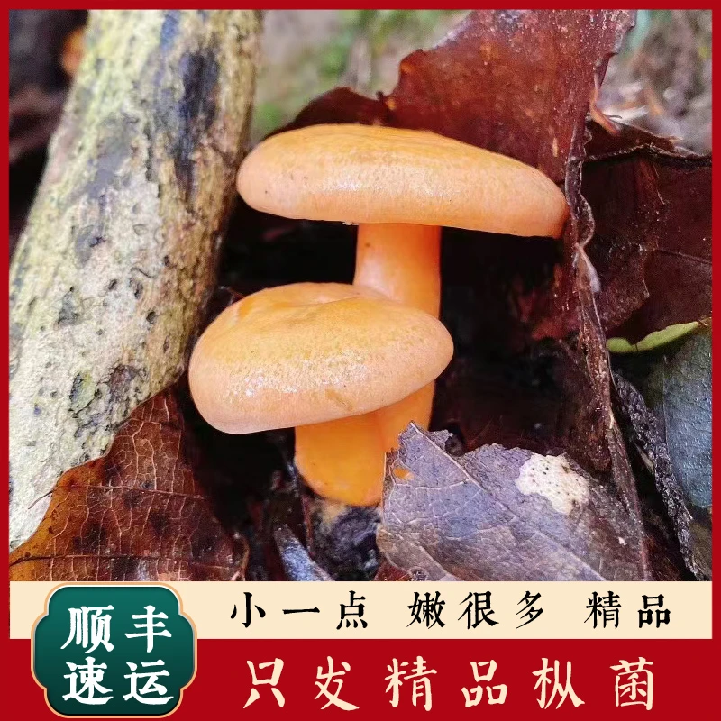 枞树菌三九菇野生枞菌松树菌重阳菌寒菌燕来覃谷熟菌 黄枞菌