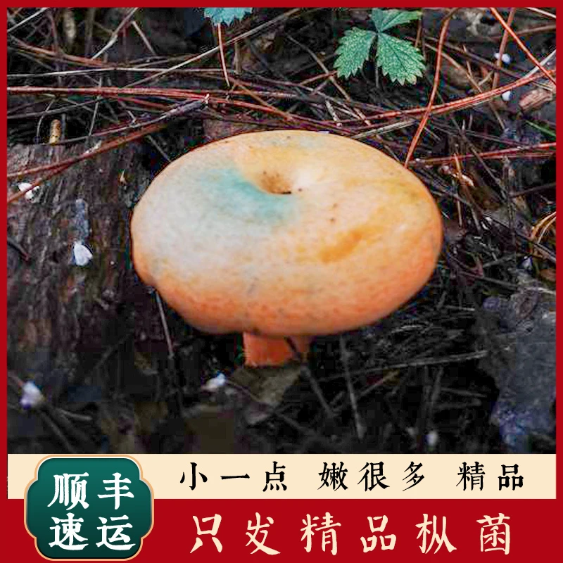 总新鲜野生枞菌松树菌燕来覃三九菇 顺丰包邮