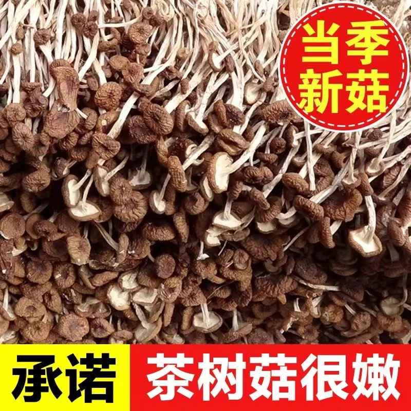 茶树菇干货古田特产新货不开伞茶树菇炖排骨新鲜煲汤食材汤鲜味美
