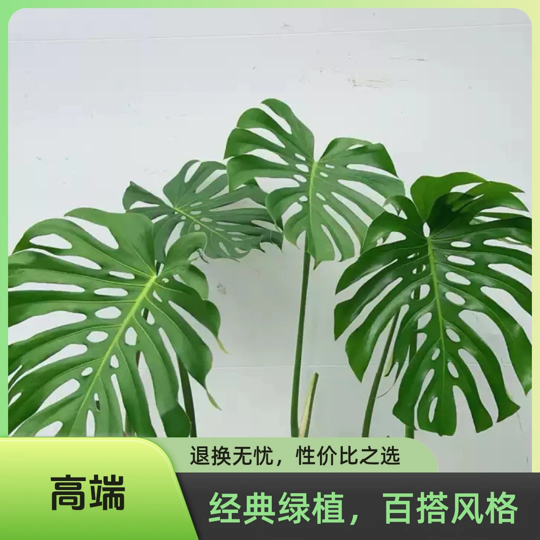 水培龟背竹网红绿植懒人植物大型开背开洞老桩