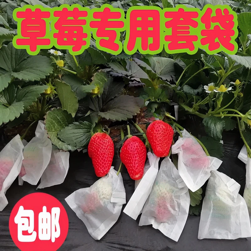 草莓套袋蜡袋防虫专用袋果袋防鸟防水保护纸袋套樱桃袋子大车厘子