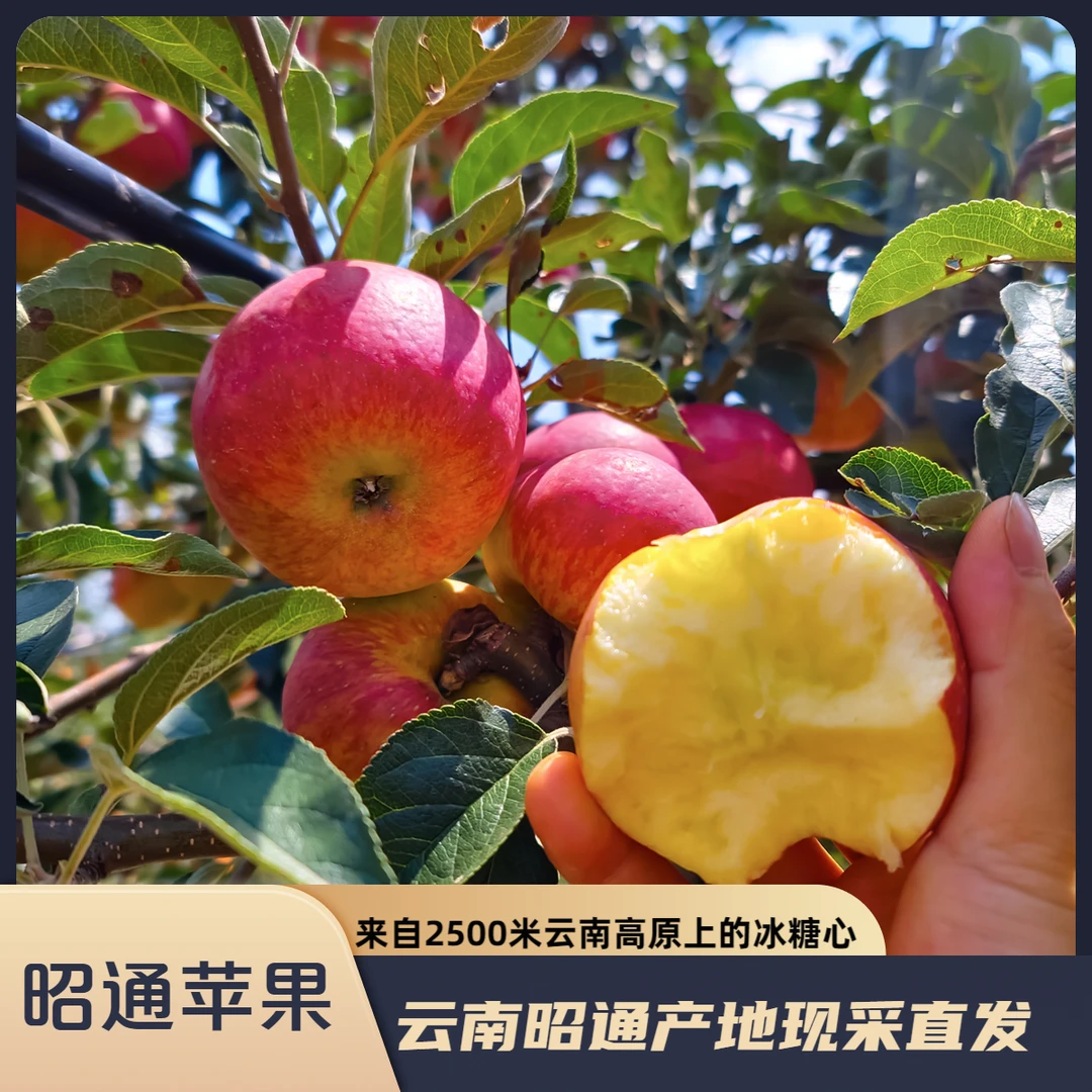 【畅销精选】正宗云南昭通糖心丑苹果产地直发丑苹果糖心苹果