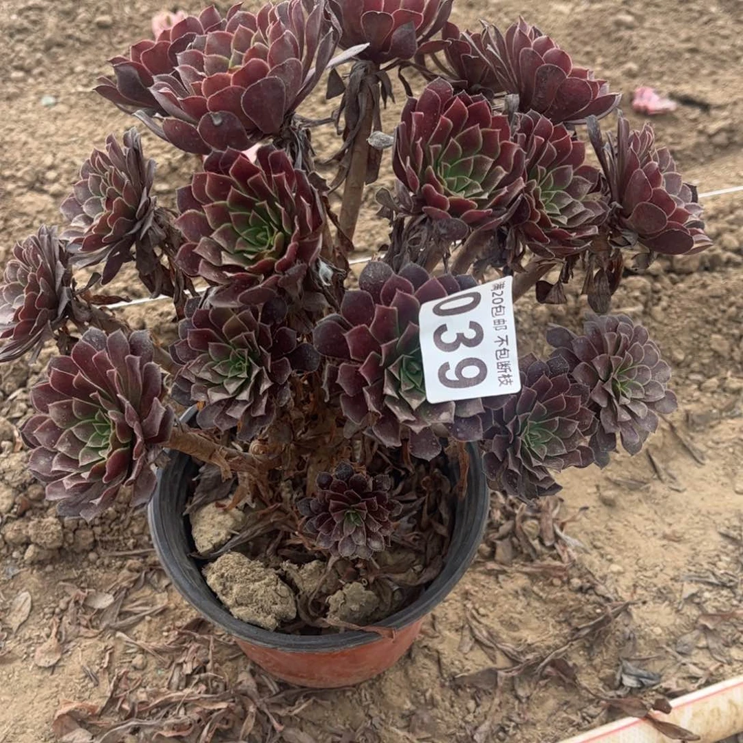 黑铜壶039不包断枝