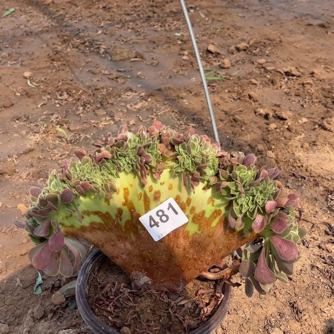 玫瑰綴481多肉不包断枝