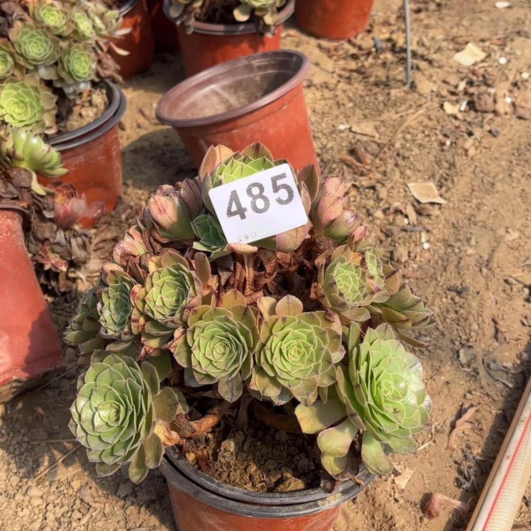 万拉丝485不包断枝